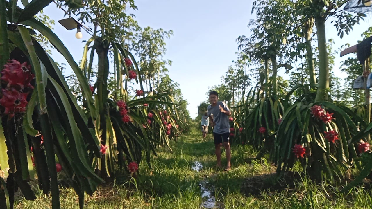 Petani buah naga di Banyuwangi.