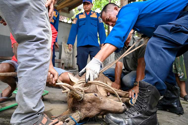 DIIKAT PAKAI TALI: Petugas Damkarmat meringkus seekor rusa yang masuk ke perkampungan penduduk di Lateng dan Kampung Mandar.