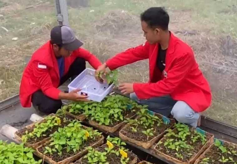 Mahasiswa Fakultas Pertanian Untag Banyuwangi  melakukan pembelajaran berbasis proyek tanaman hortikultura di green house sebagai penerapkan kurikulum Outcome Based Learning (OBE).