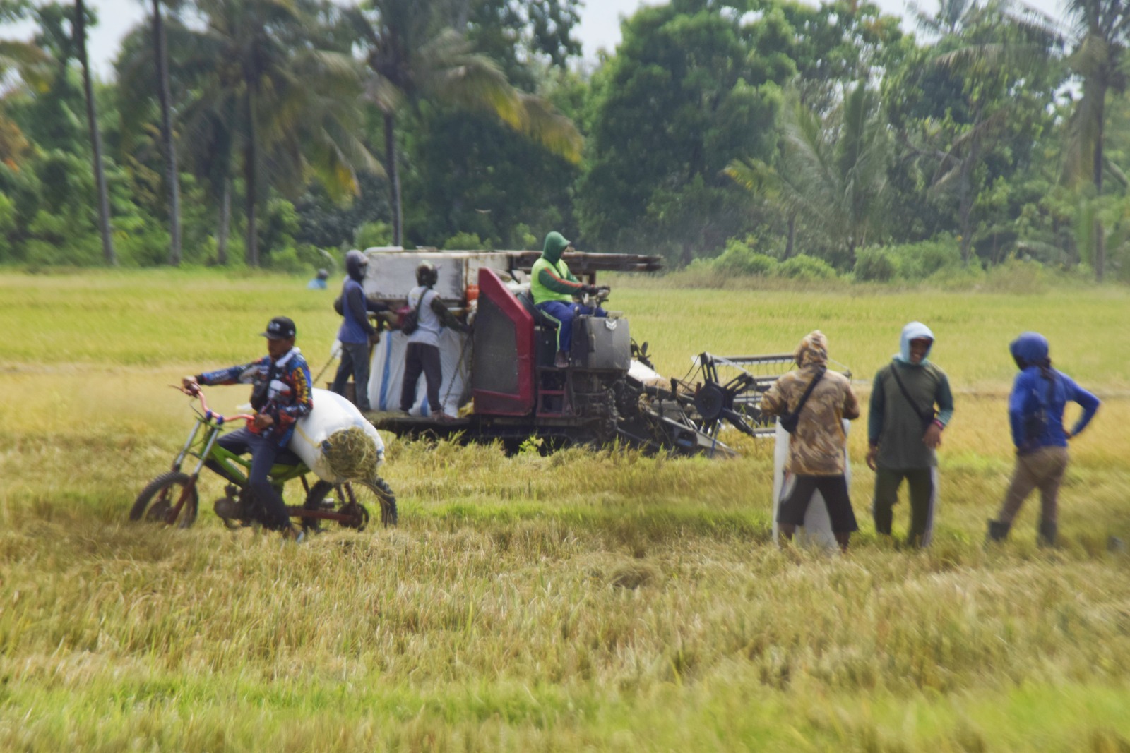 Penerapan combine harvest untuk panen padi di Dusun Krajan, Desa Gambor, Kecamatan Singojuruh.