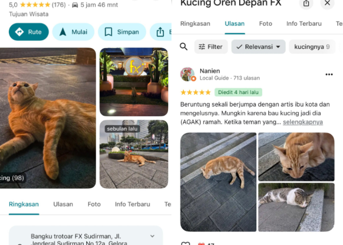 Fenomena viral Kucing Oren Depan FX Sudirman jadi destinasi wisata di Google.