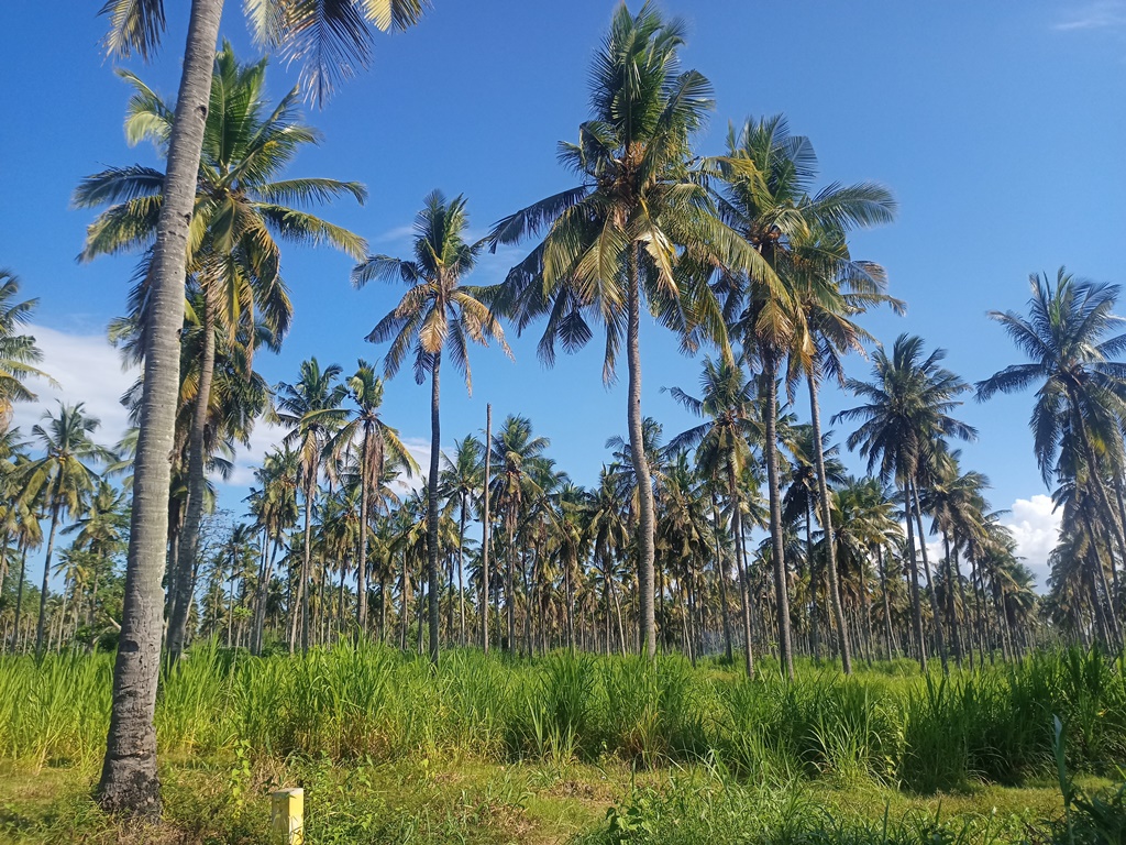 Kebun kelapa di Desa Blambangan, Kecamatan Muncar ini yang rencananya akan dibuat gedung SR.