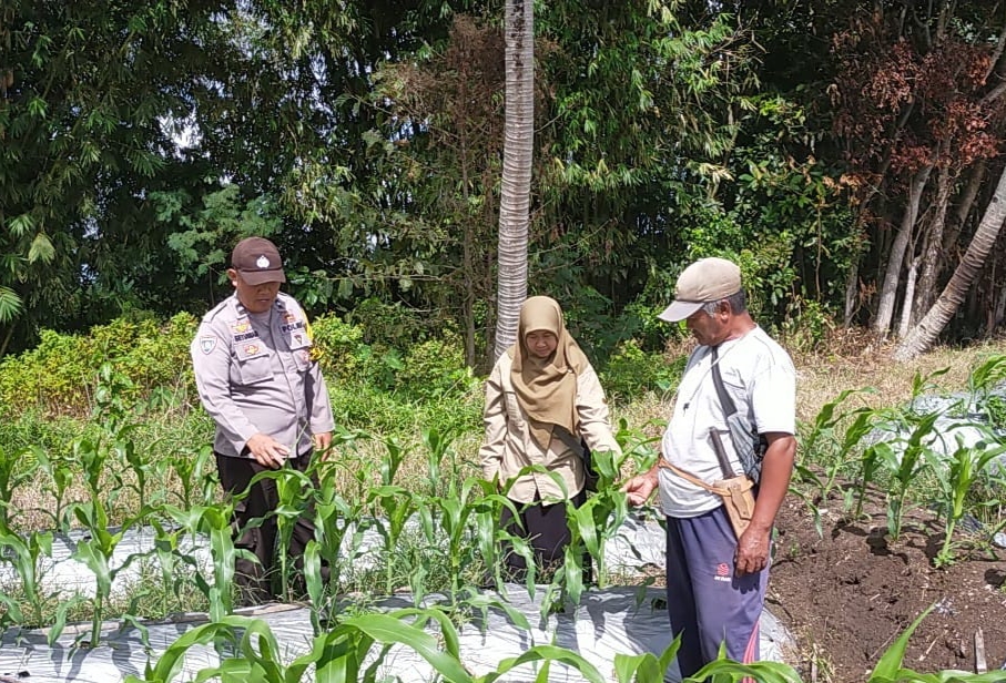 Monitoring Polisi terhadap petani jagung.