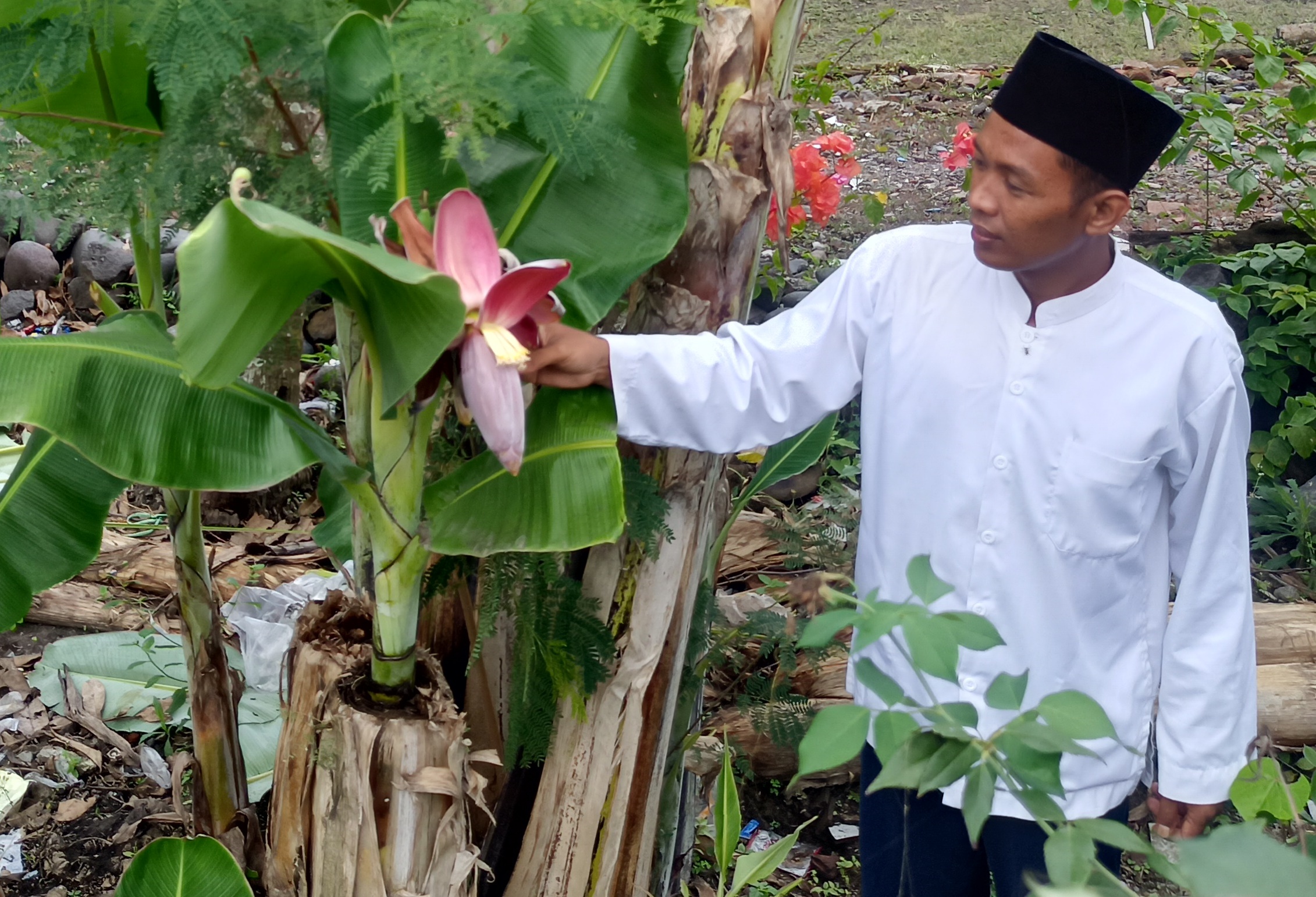 Sunarto mengamati salah satu pohon pisang di dekat rumahnya Dusun/Desa Temurejo, Kecamatan Bangorejo yang berbuah lagi.