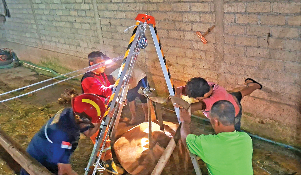 Petugas Damkarmat Sektor Genteng mengevakuasi sapi yang masuk saluran pembuangan kotoran di Kembiritan, Genteng, Minggu (9/11).