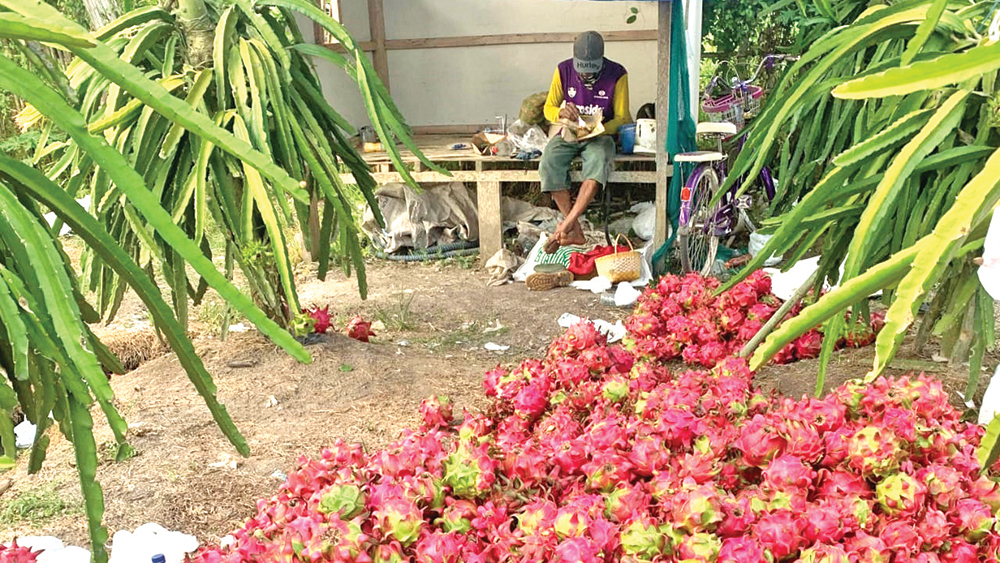 MELONJAK: Harga buah naga merangkak naik menjelang Hari Raya Galungan, Kamis (13/11).