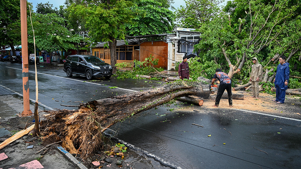 Tim Reaksi Cepat BPBD Banyuwangi memotong pohon besar yang melintang di jalan raya depan SD Santa Maria di Jalan Jaksa Agung Suprapto Banyuwangi, Jumat (14/11).