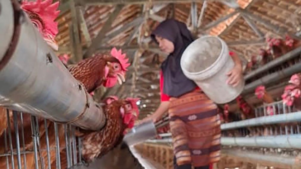 Lonjakan harga pakan masih menjadi biang kerok ketidakstabilan harga ayam dan telur. Komponen pakan menyumbang hingga 80 persen dari total biaya produksi.