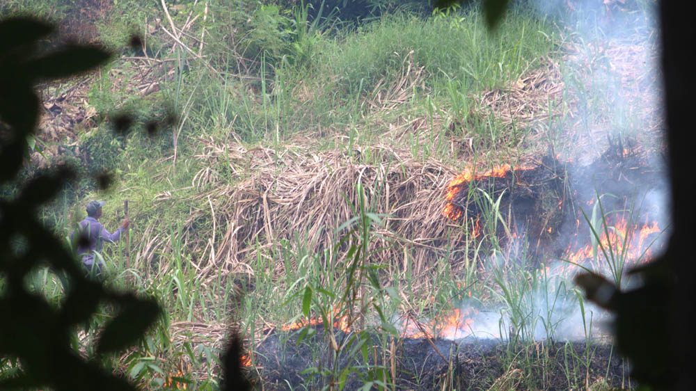 MEMBARA: Lahan bekas tanaman tebu di Dusun Tlogosari, Desa Jambewangi, Kecamatan Sempu terbakar karena diduga sengaja dibakar, Minggu (16/11).
