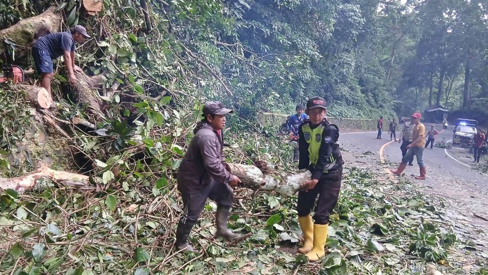 Relawan mengevakuasi pohon tumbang di jalur utama jurusan Banyuwangi-Jember yang melintasi Gunung Gumitir, MInggu (16/11).