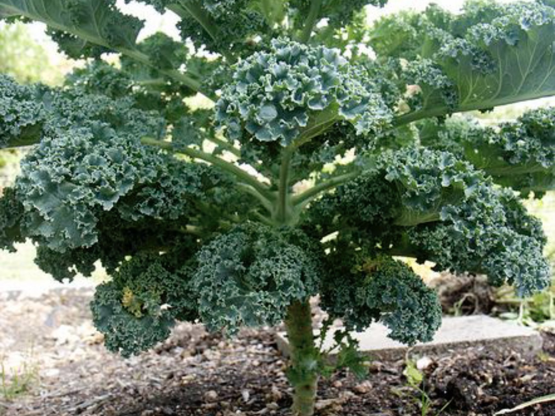 Ilustrasi sayur kale