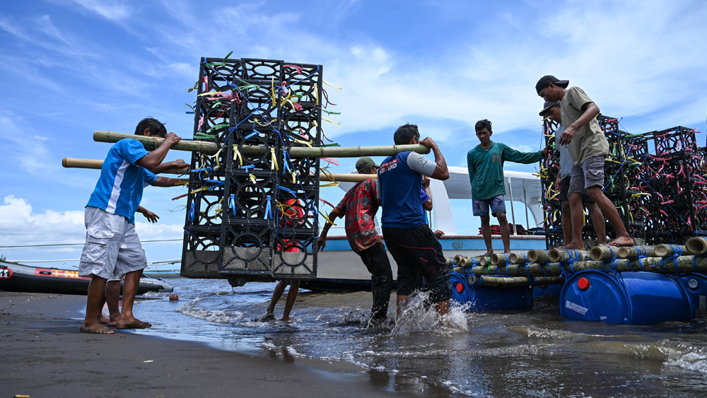 Pekerja dari Pokdarwis Pantai Bimo mengusung fish apartment yang akan ditenggelamkan di zona sekitar spot mancing, Selasa (18/11).