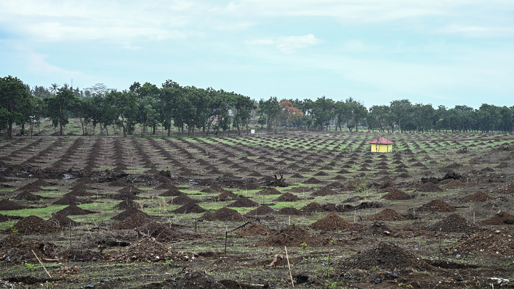 LUBANG TANAM: PTPN I Regional 5 melakukan peremajaan tanaman kelapa di Afdeling Kampe, Desa Bangsring di atas lahan seluas 50 hektare.