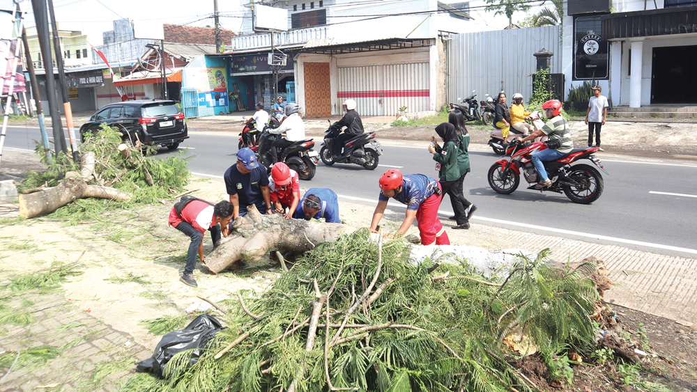 Petugas Damkarmat Sektor Genteng mengevakuasi dahan pohon flamboyan berukuran besar yang tumbuh di sebelah barat Rumah Sakit Umum Daerah (RSUD) Genteng, Senin (24/11).