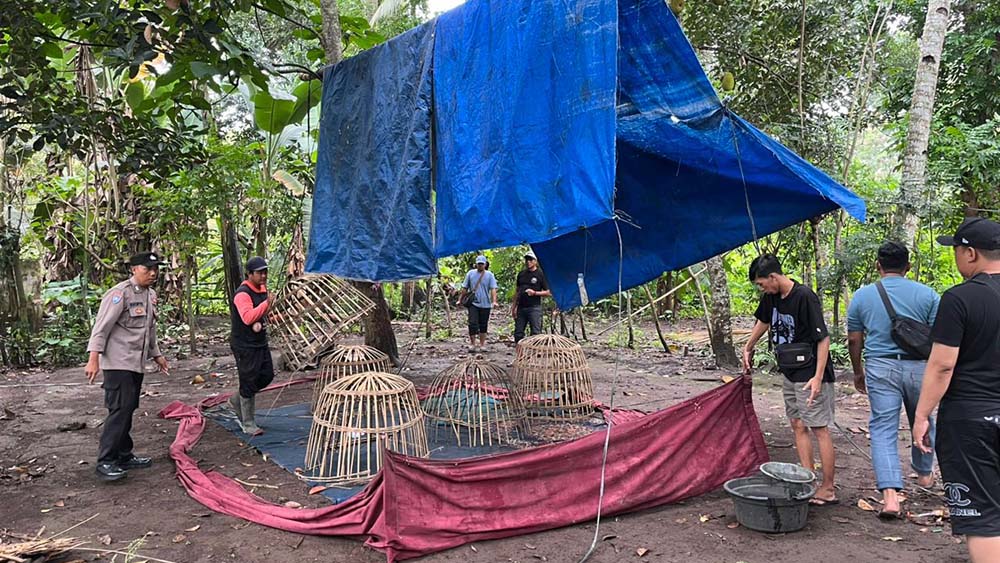 Gerak Cepat Polresta Banyuwangi  Merespons Informasi  Warga, Arena Sabung Ayam di Singojuruh Dibongkar.