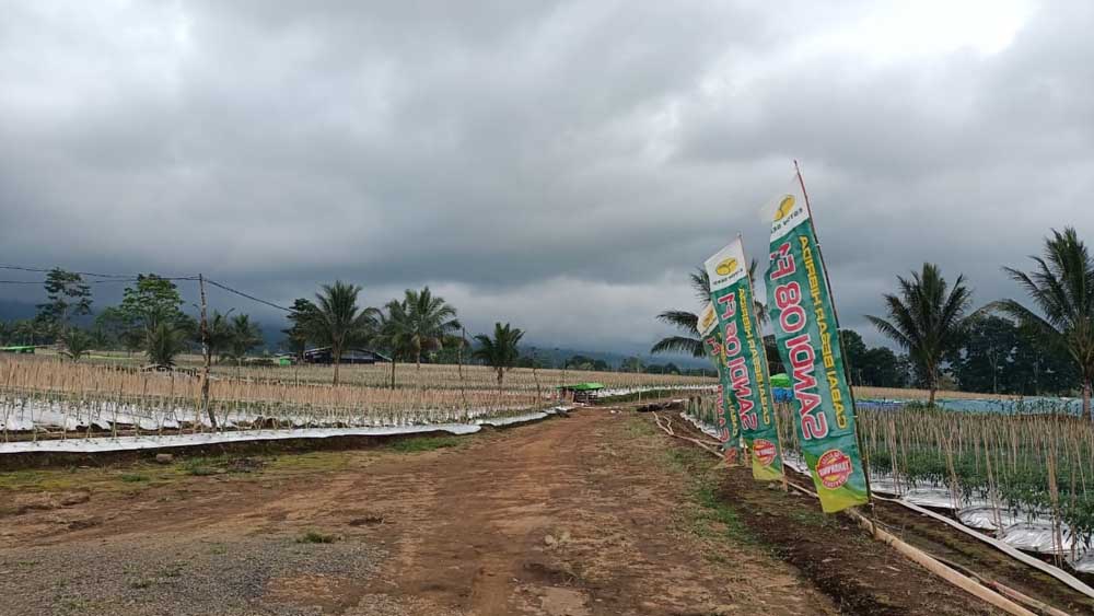 Lahan perkebunan di bawah Gantasan, Desa Tamansari, Licin, yang dikelola PT Lidjen kini ditanami cabai dan jagung.