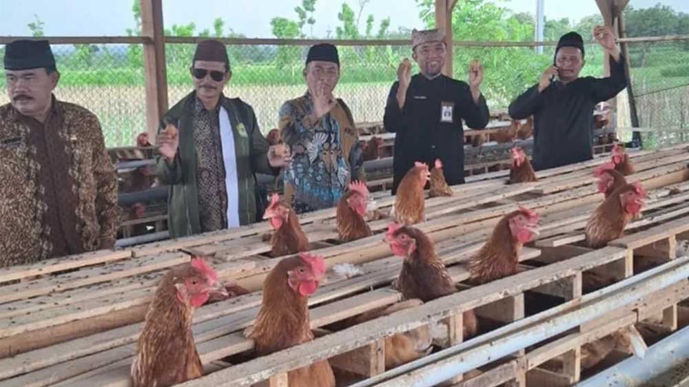 PEMANTAUAN: Dispertan Banyuwangi melakukan monitoring di Peternakan Ayam di Dusun Badolan, Desa Bajulmati, Kecamatan Wongsorejo, pada Rabu (3/12).