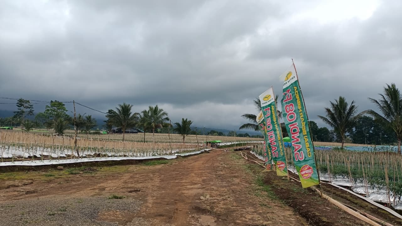 RAWAN LONGSOR: Lahan di Perkebunan PT Lidjen yang dulunya dipenuhi tanaman keras, kini diganti dengan cabai dan jagung.