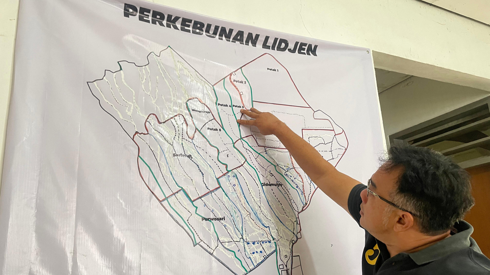 Wakil Direktur PT Perkebunan Lidjen Suprayogi Tanoerahardjo menunjukkan area plasma di HGU PT Lidjen yang dikelola masyarakat, Senin (8/12).