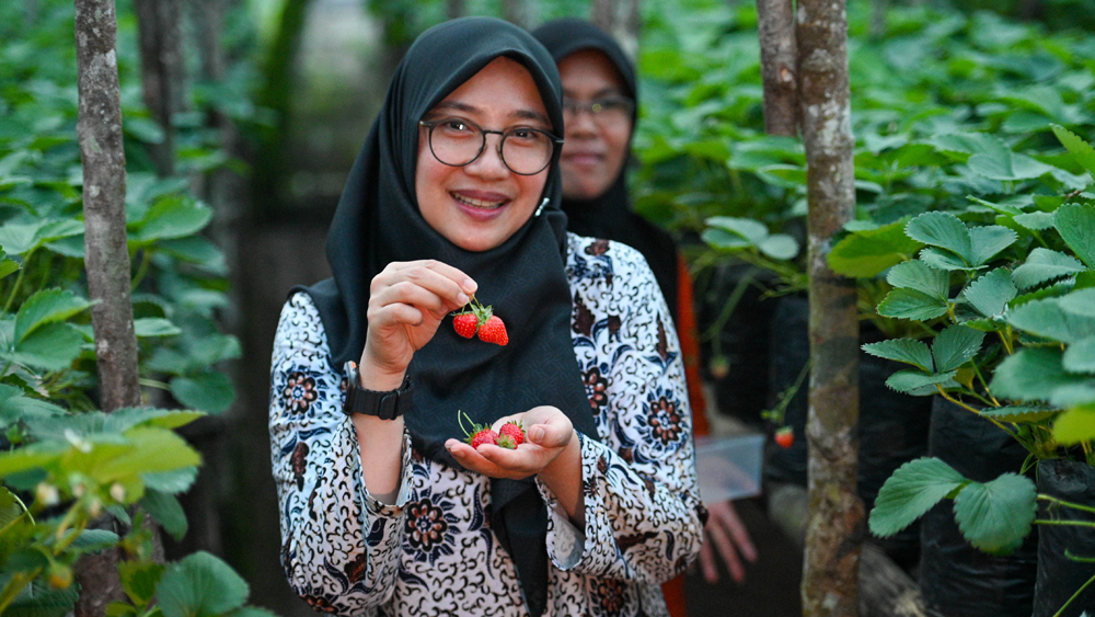 Bupati Ipuk Fiestiandani memetik buah stroberi saat menjalankan program Bunga Desa di Desa Tamansari, Licin, Senin (8/12).