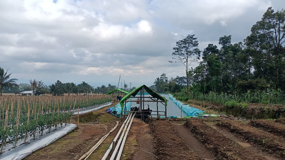 Alih fungsi lahan dari tanaman keras menjadi tanaman cabai di atas Kalibendo, Kecamatan Licin, Banyuwangi.