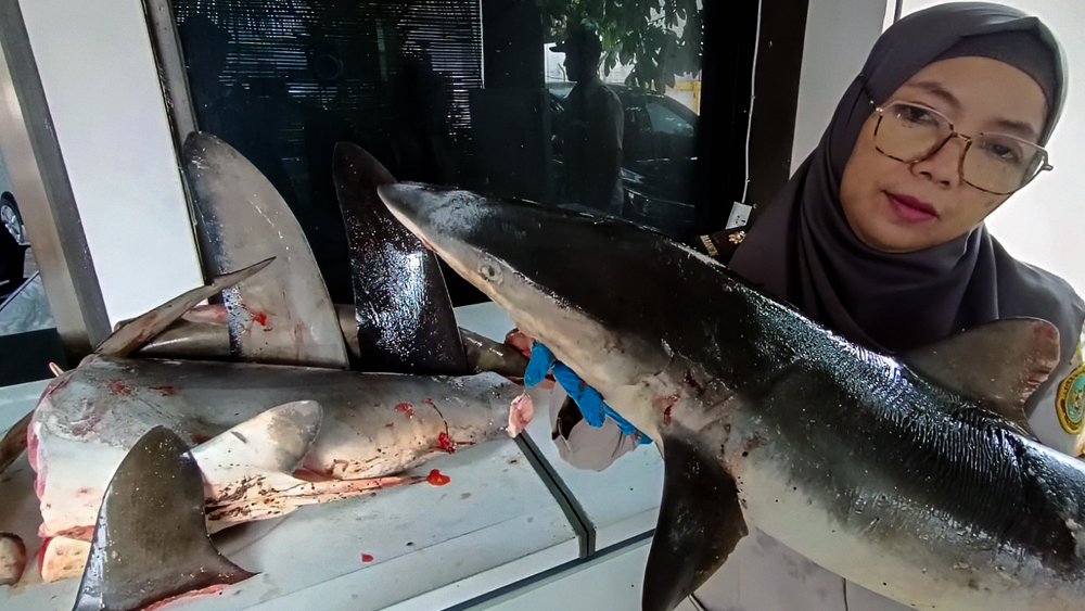 Petugas Karantina Ikan Satpel Ketapang menunjukan dafing hiu yang akan dibawa ke Denpasar.