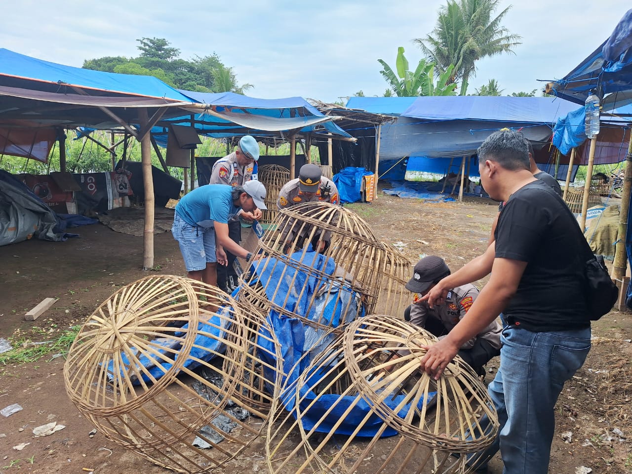 Polresta Banyuwangi menindaklanjuti laporan dugaan judi sabung ayam di Singojuruh.