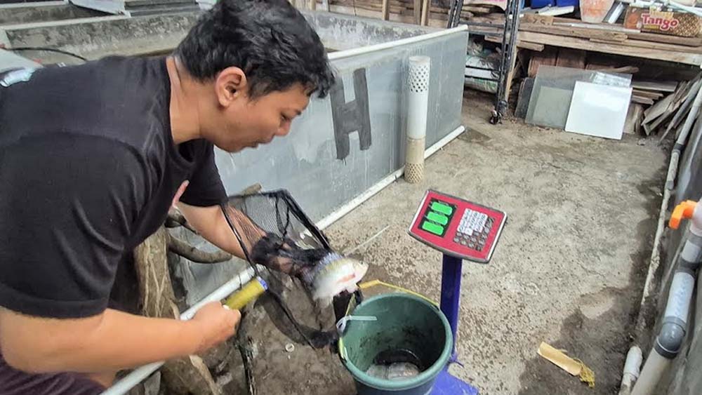 BANYAK DIBURU: Salah satu peternak ikan nila asal Dusun Tegalyasan, Desa Tegalarum, Kecamatan Sempu, Bagus Prabowo, memanen ikannya, Minggu (28/12).