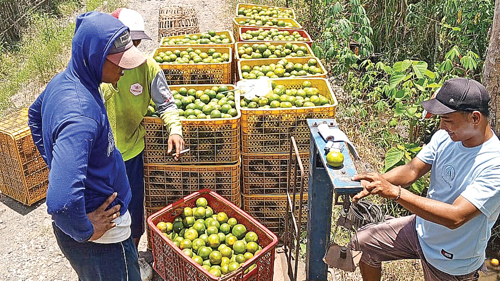 KUALITAS MENURUN: Petani jeruk sedang menimbang hasil panen di area persawahan Desa Temurejo, Kecamatan Bangorejo, Senin (29/12).
