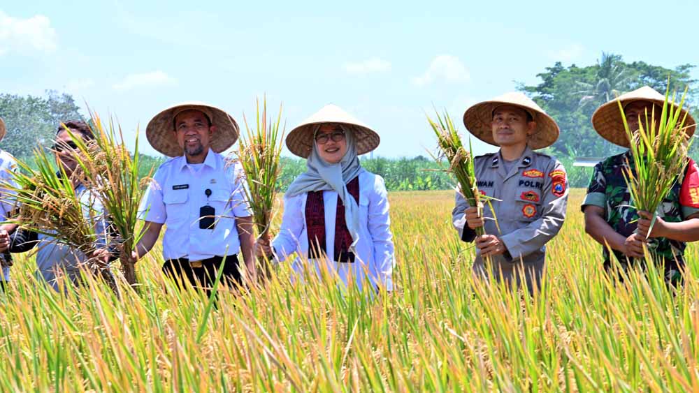 Bupati Ipuk Fiestiandani didampingi Plt Kepala Dispertan Ilham Juanda bersama personel TNI/Polri memanen padi bareng para petani di Desa Mangir, Kecamatan Rogojampi, pada 24 September 2025 lalu.