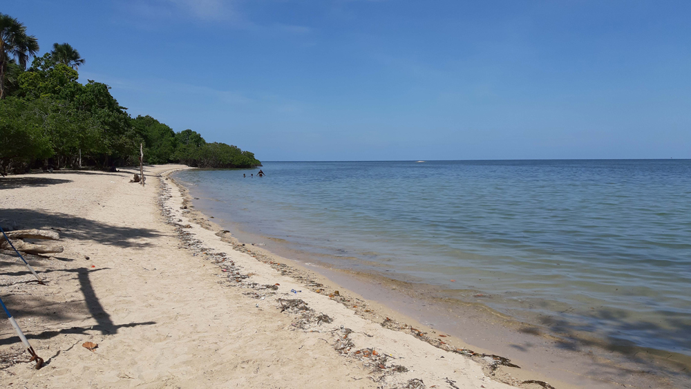Taman Nasional Baluran dikenal sebagai Africa Van Java dengan savana eksotis, satwa liar, dan Pantai Bama yang memesona di Situbondo.