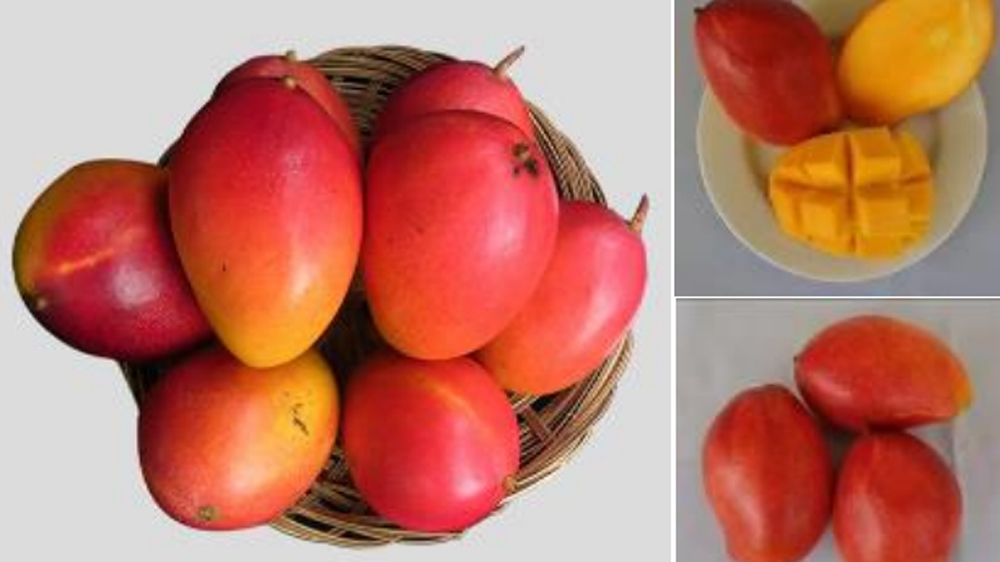 Mangga Arum Merah Situbondo jadi komoditas unggulan Kota Santri. Beraroma harum, manis, dan lembut, dikembangkan serius hingga pasar global.