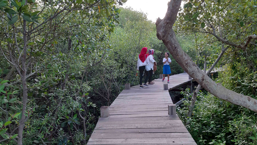 Kampung Blekok Situbondo hadir sebagai ekowisata mangrove berkonsep Harmony of Life, menawarkan keindahan alam dan konservasi burung air.