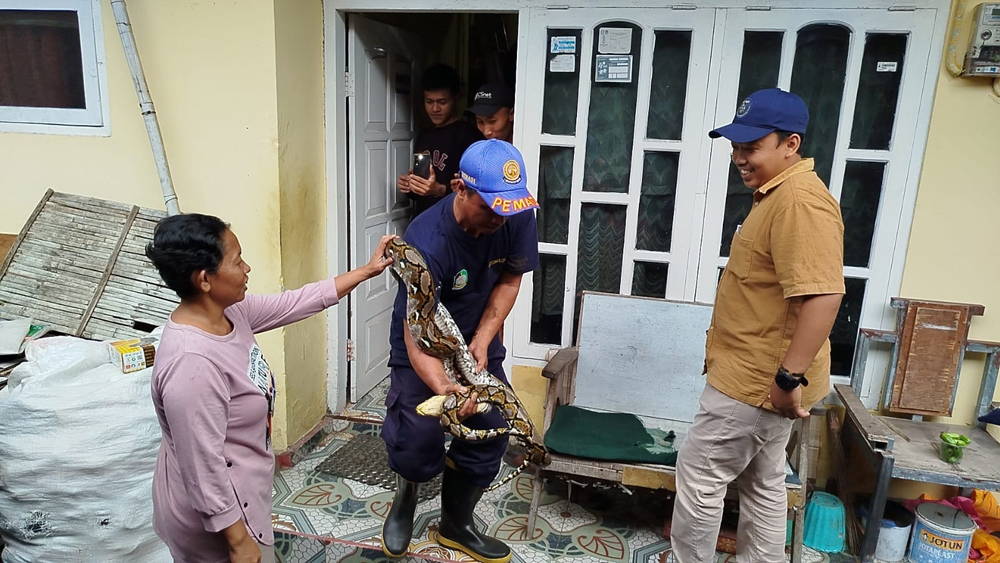 Petugas Damkarmat Banyuwangi mengevakuasi ular sanca kembang yang ngumpet di plafon rumah warga Lingkungan Sukowidi, Kelurahan Klatak, Jumat (9/1).