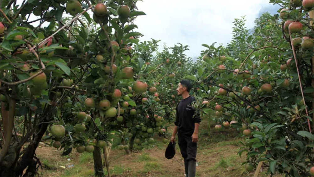 Petani apel di Kecamatan Tutur Pasuruan melihat kondisi kebun apel mereka yang hendak masuk waktu panen.