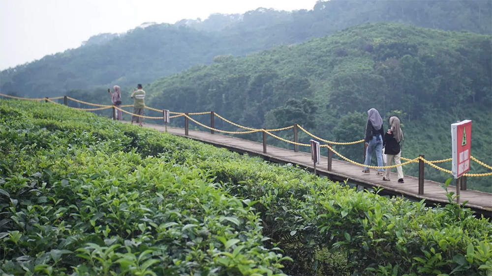 IKONIK: Sejumlah pengunjung menikmati keindahan Kebun Teh Gunung Gambir di Kecamatan Sumberbaru.