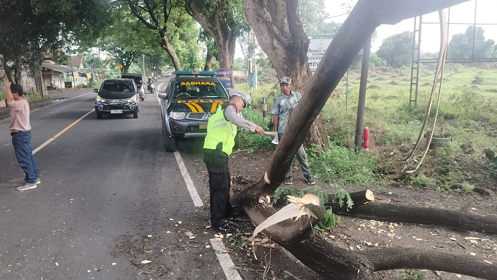 MAKAN KORBAN: Dahan patah di depan pintu masuk Kebun Pasewaran Kampe, Desa Bangsring, Wongsorejo menimpa pengendara motor, Rabu (14/1).