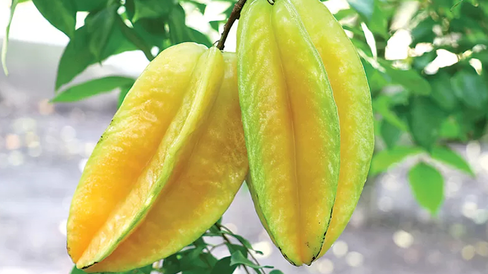 Belimbing, buah berbentuk bintang, ternyata menyimpan segudang manfaat untuk kesehatan.