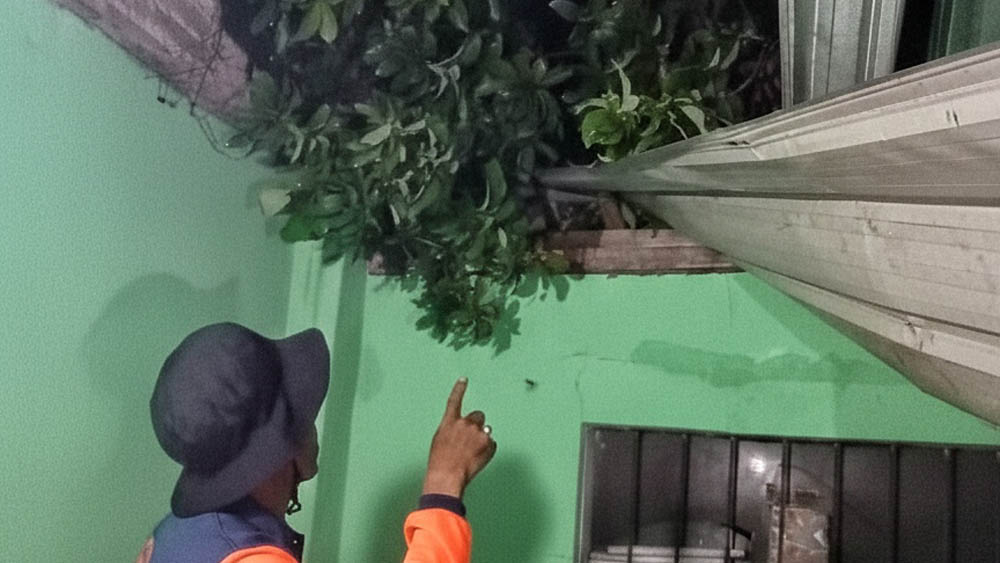 CEK: Anggota TRC BPBD Kalibaru Mad Sholeh melihat kondisi rumah Asmin yang tertimpa pohon, Rabu (21/1)