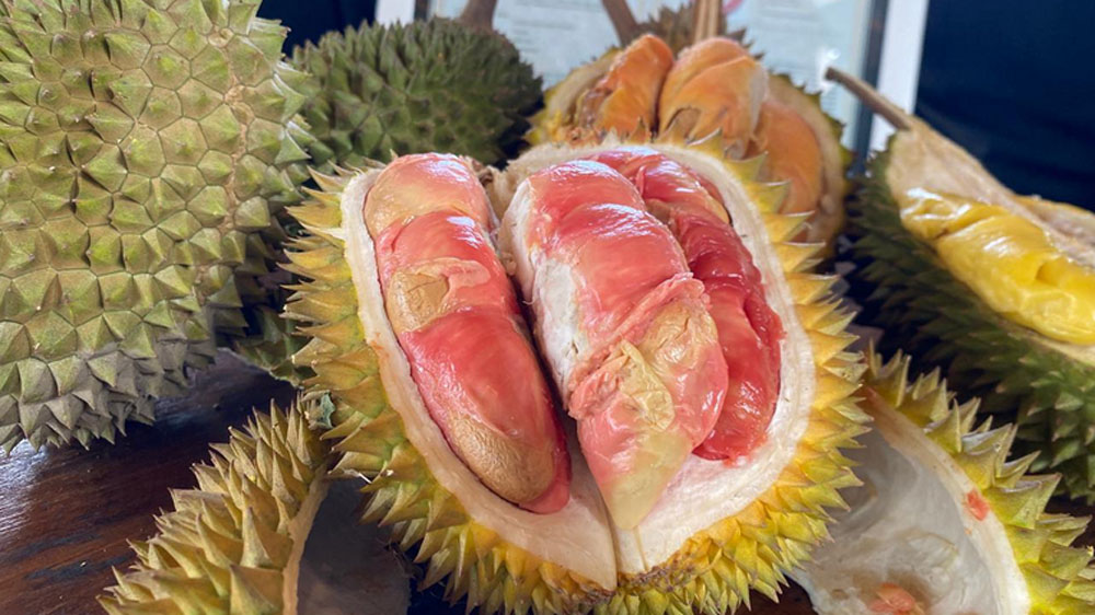 Durian Merah Banyuwangi resmi berstatus Indikasi Geografis. Buah langka bercita rasa khas ini jadi durian IG pertama di Indonesia.