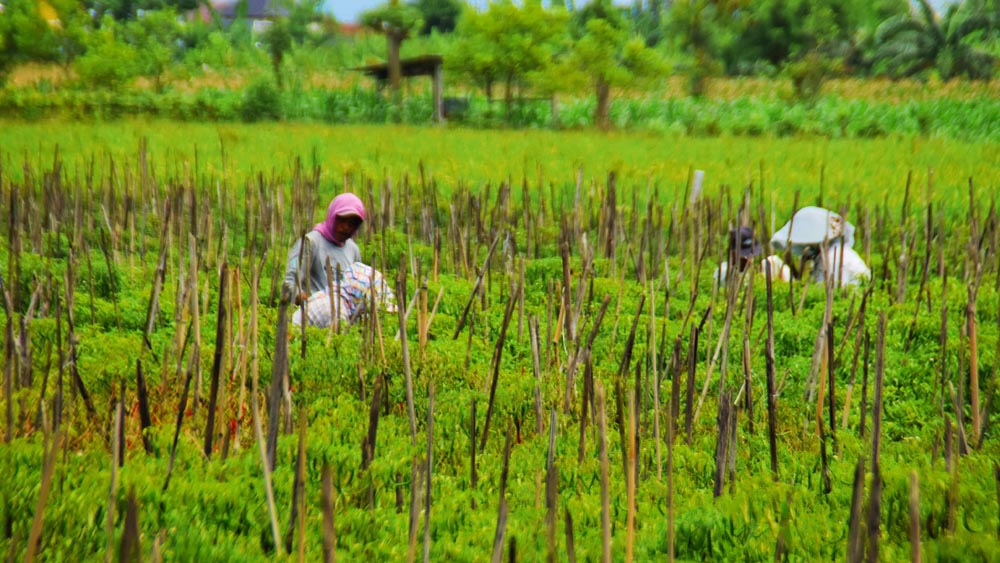 TERDAMPAK HUJAN: Petani cabai rawit mengecek tanamannya yang siap panen di Desa Temurejo, Kecamatan Bangorejo, Sabtu (24/1).
