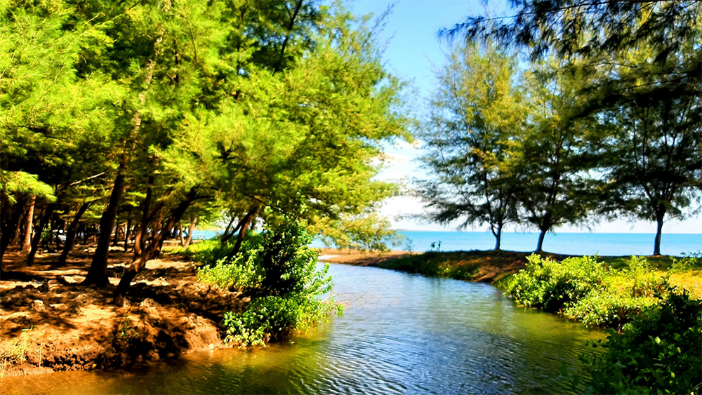 Pantai Firdaus di Asembagus Situbondo tawarkan panorama alami, pepohonan cemara, rawa mancing, tiket murah, cocok untuk wisata keluarga.