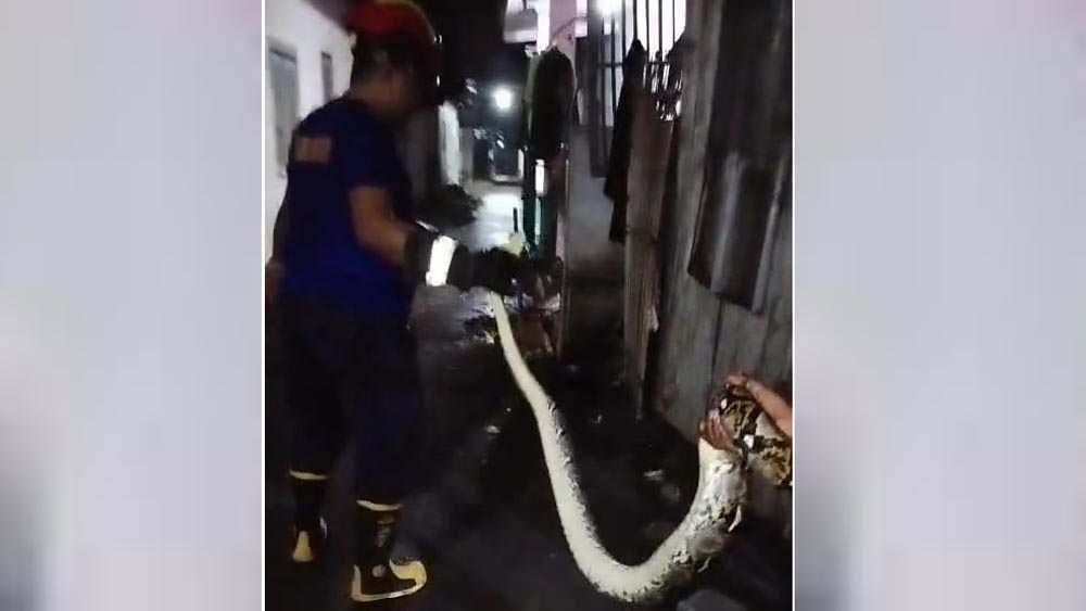 Tim Damkarmat Sektor Srono mengevakuasi ular piton panjang dua meter yang bersarang di rumah warga Desa Wringinputih, Kecamatan Muncar, Jumat (23/1) malam.
