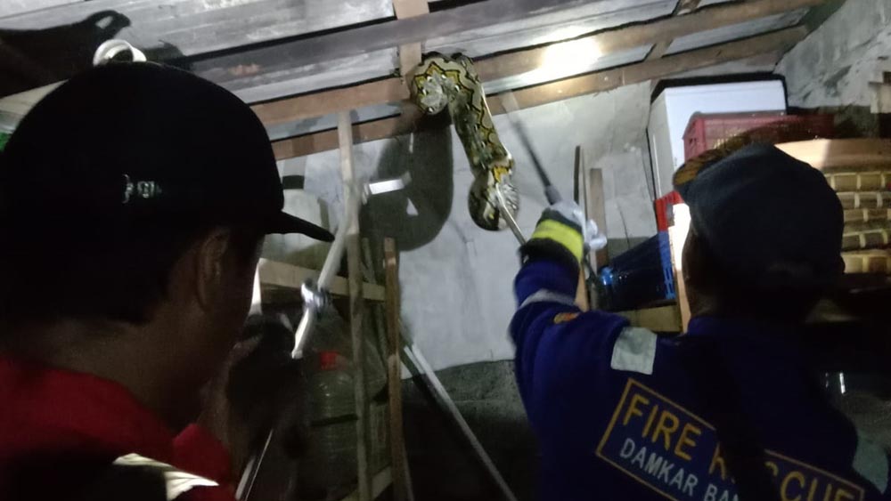 MERESAHKAN: Ular Pyton pajang empat meter melingkar di atap dapur dievakuasi tim Damkarmat Sektor Bangorejo pada Sabtu (25/1) malam.