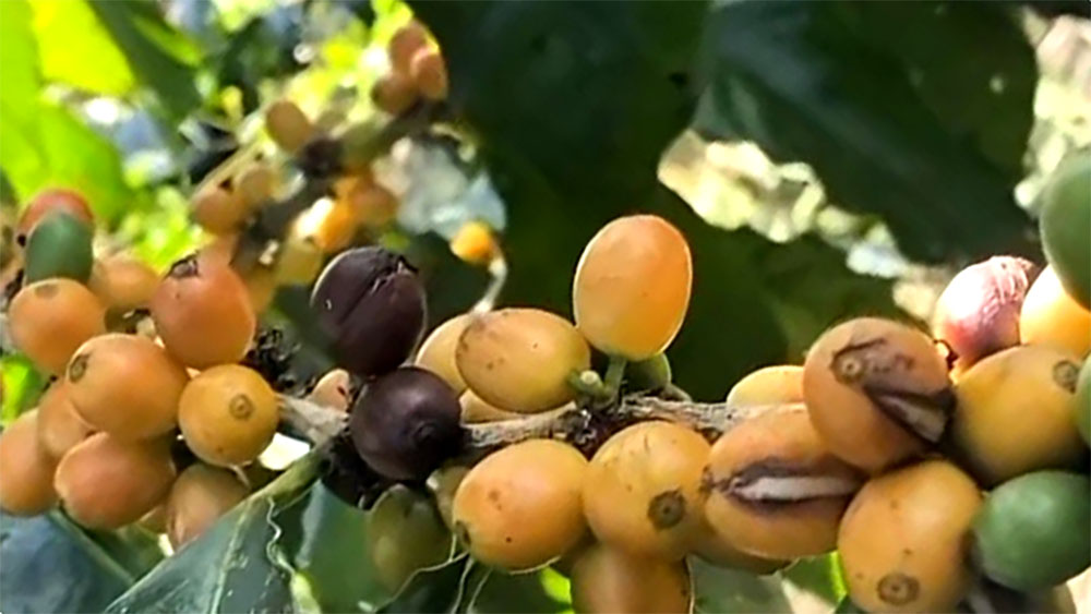 Lereng Gunung Raung Banyuwangi kembangkan kopi Arabika Yellow Caturra dan Yellow Bourbon langka bernilai tinggi untuk pasar kopi premium dunia.