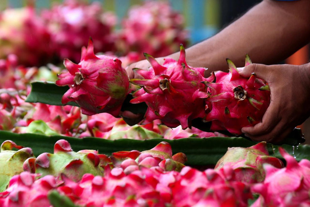 Didukung program Klasterku Hidupku BRI, Klaster Petani Buah Naga Banyuwangi mampu berinovasi, stabilkan harga, dan tingkatkan produksi.