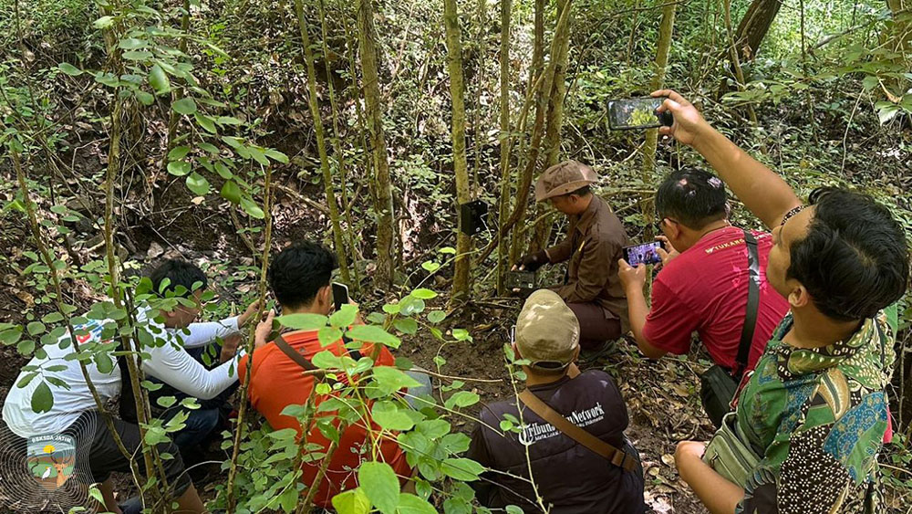 Kamera trap di Hutan Kota Trenggalek merekam satwa liar dilindungi seperti landak jawa dan monyet, perkuat potensi wisata alam.