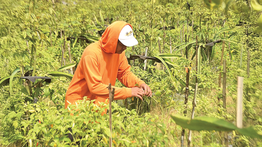 Petani cabai sedang mengecek kondisi tanamannya di Dusun Bloksolo, Desa Sumbersari, Kecamatan Purwoharjo, Senin (9/2).