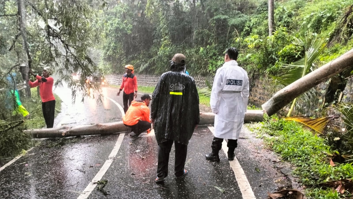 Hujan deras sebabkan pohon tumbang di Glagah Banyuwangi.