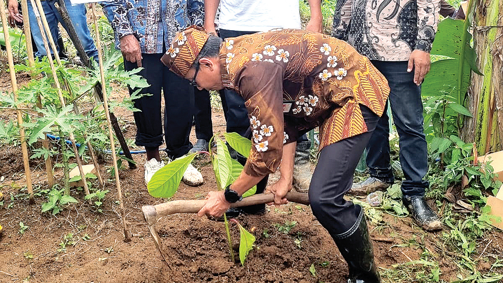 Sekkab Guntur Priambodo menanam bibit pohon di area HGU Kebun Sumberjambe, Desa Kandangan, Kecamatan Pesanggaran, Kamis (12/2).